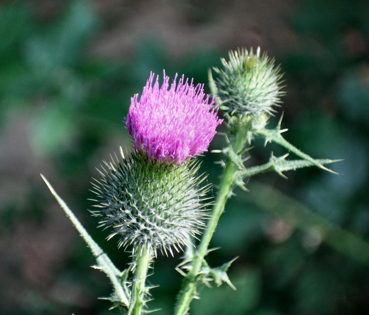 Cirsium vulgare